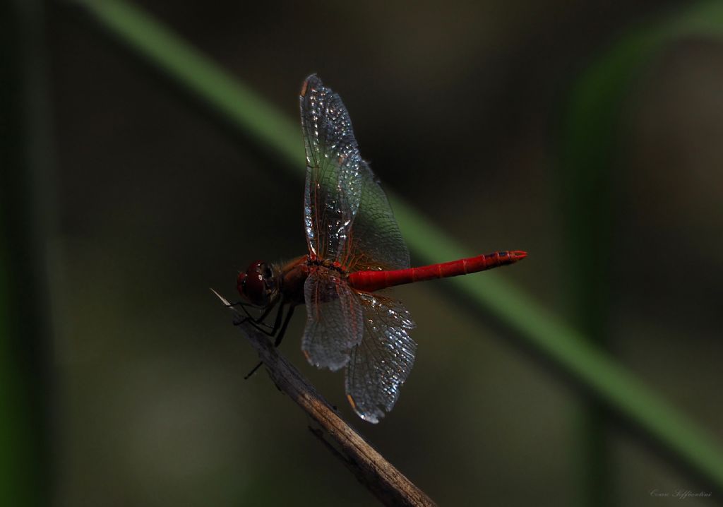 Sympetrum fonscolombii??